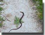 Pseudopus apodus